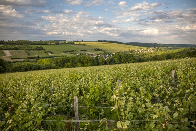 Champagne DE REKENEIRE-PETIT -  Champagne DE REKENEIRE-PETIT -