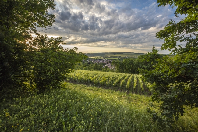 Champagne DE REKENEIRE-PETIT -  Champagne DE REKENEIRE-PETIT -