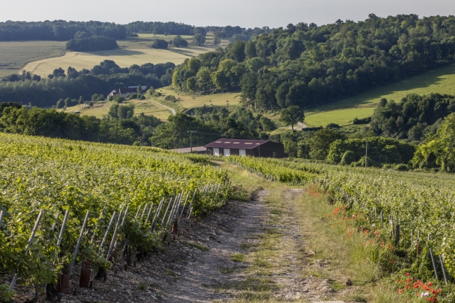 Champagne DE REKENEIRE-PETIT -  Champagne DE REKENEIRE-PETIT -