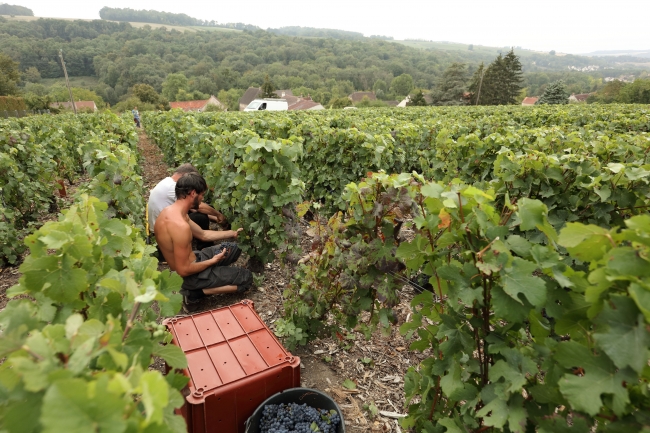 Champagne DE REKENEIRE-PETIT - 