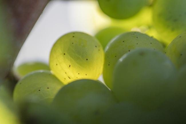 Champagne DE REKENEIRE-PETIT - 