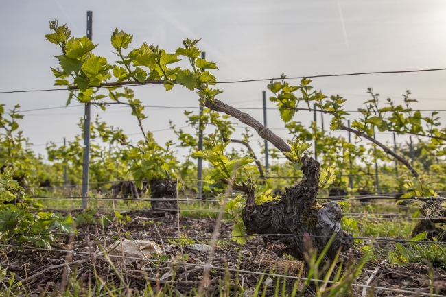 Champagne DE REKENEIRE-PETIT - 