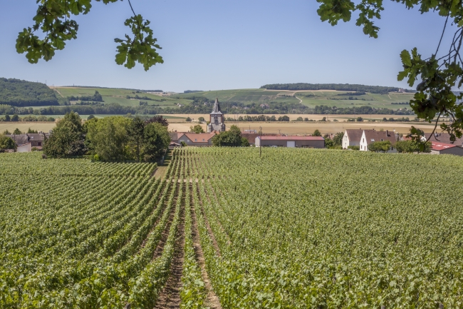 Champagne DE REKENEIRE-PETIT - 